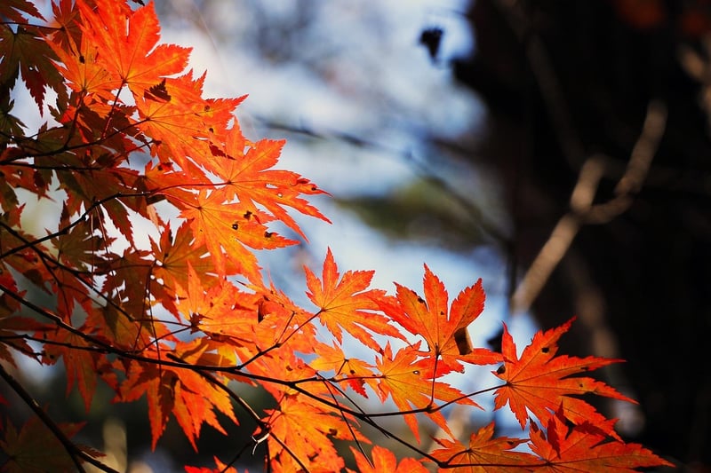 Fall Planting