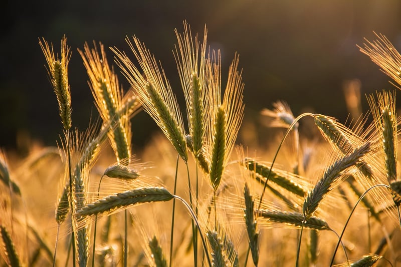 Harvest Sharing