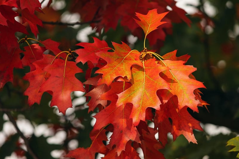 Fall Planting