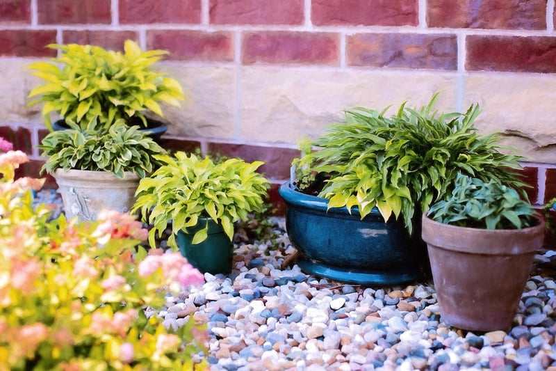 Windowsill Plants